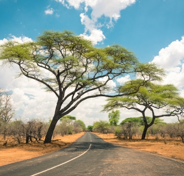road in Kenya with two trees flanking the road and blue sky with clouds